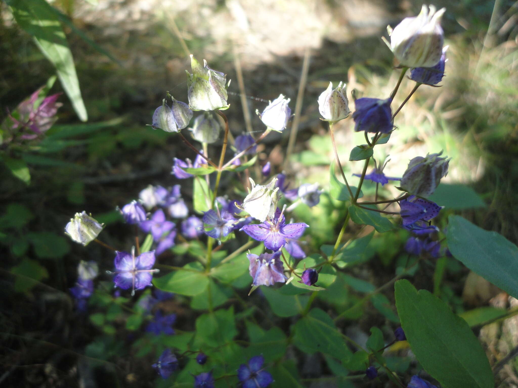 Image of Swertia tetrapetala var. wilfordii (A. Kern.) T. N. Ho