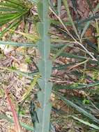 Image of Grevillea aspleniifolia Knight & Salisb.