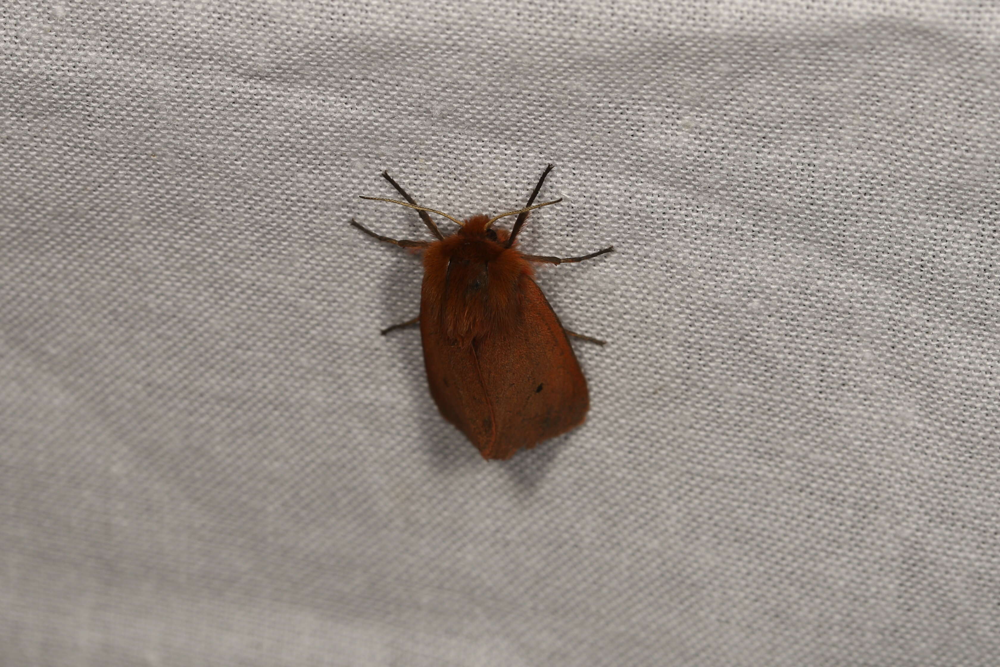 Phragmatobia fuliginosa Linnaeus 1758的圖片