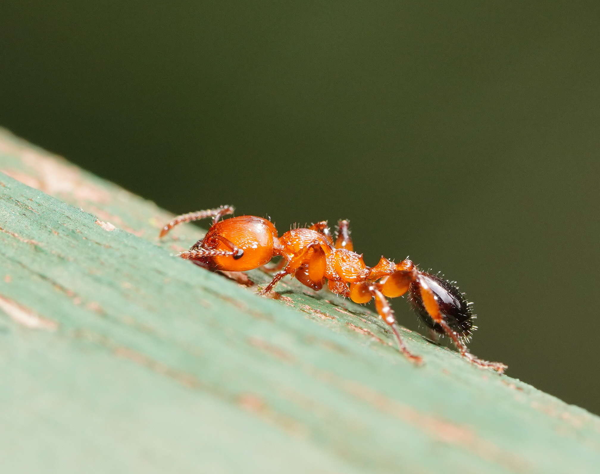 Image de Podomyrma gratiosa (Smith 1858)