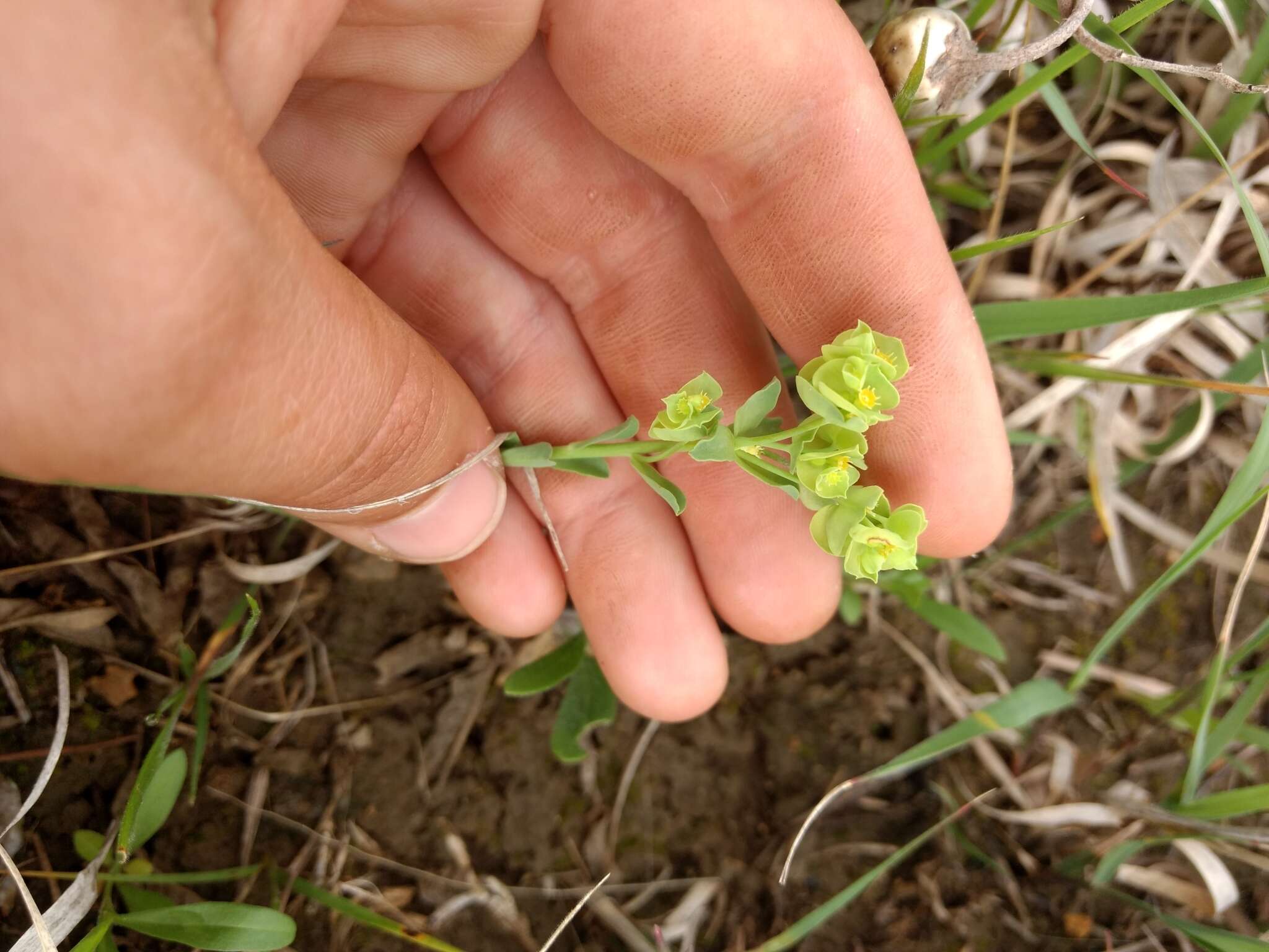 Euphorbia longicruris Scheele resmi