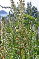 Image of Reseda alba subsp. hookeri (Guss.) Arcang.