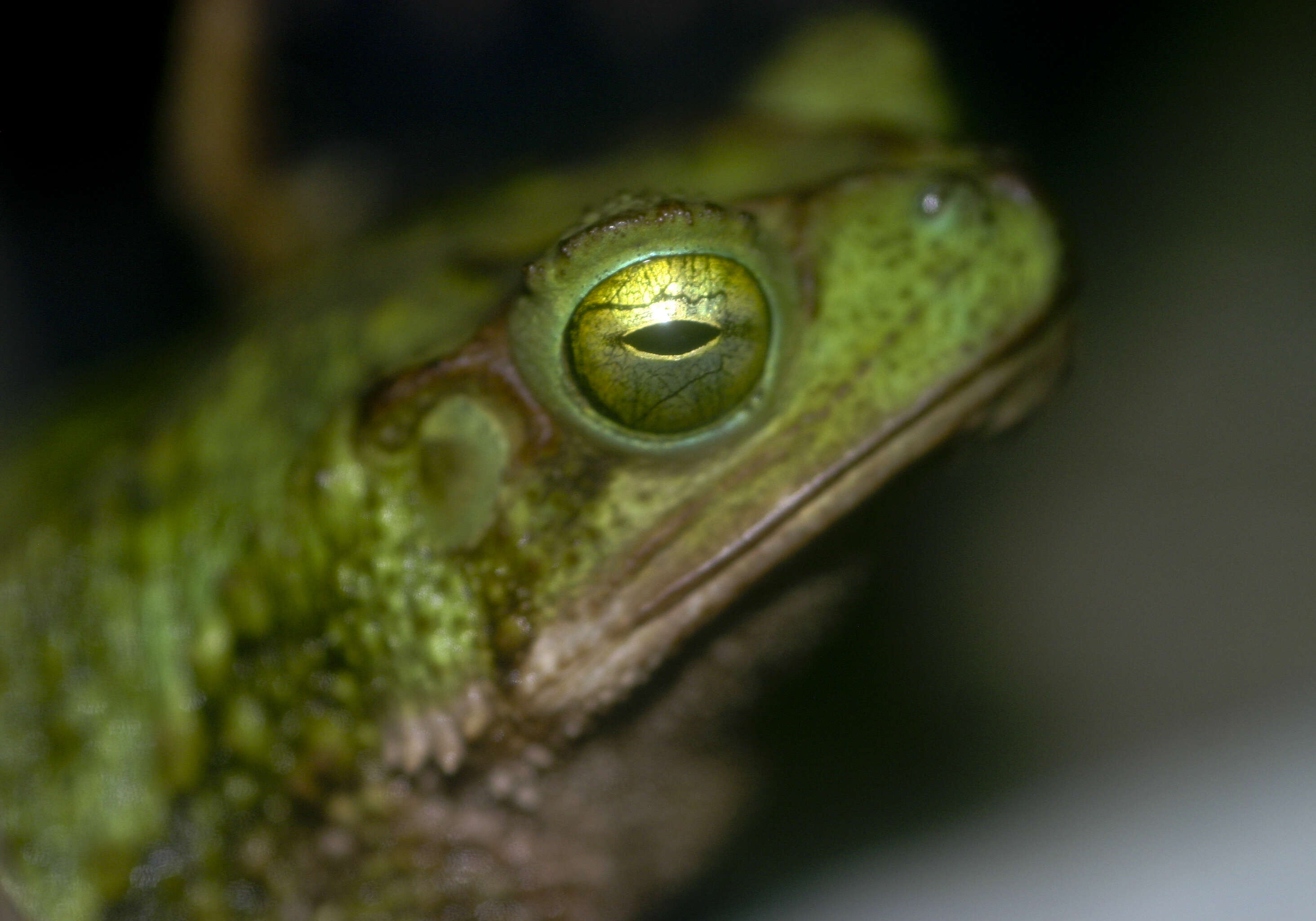 Image of Evergreen Toad