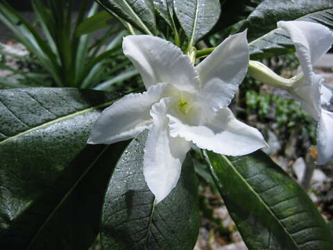 Image of Pachypodium lamerei Drake