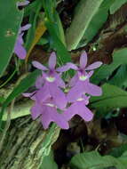 Image of Epidendrum centropetalum Rchb. fil.