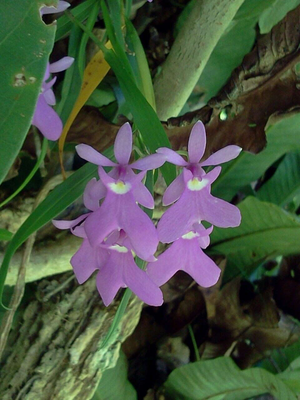 Image of Epidendrum centropetalum Rchb. fil.