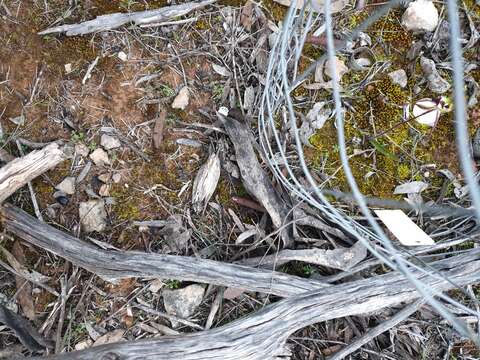 Image of Caladenia macroclavia D. L. Jones