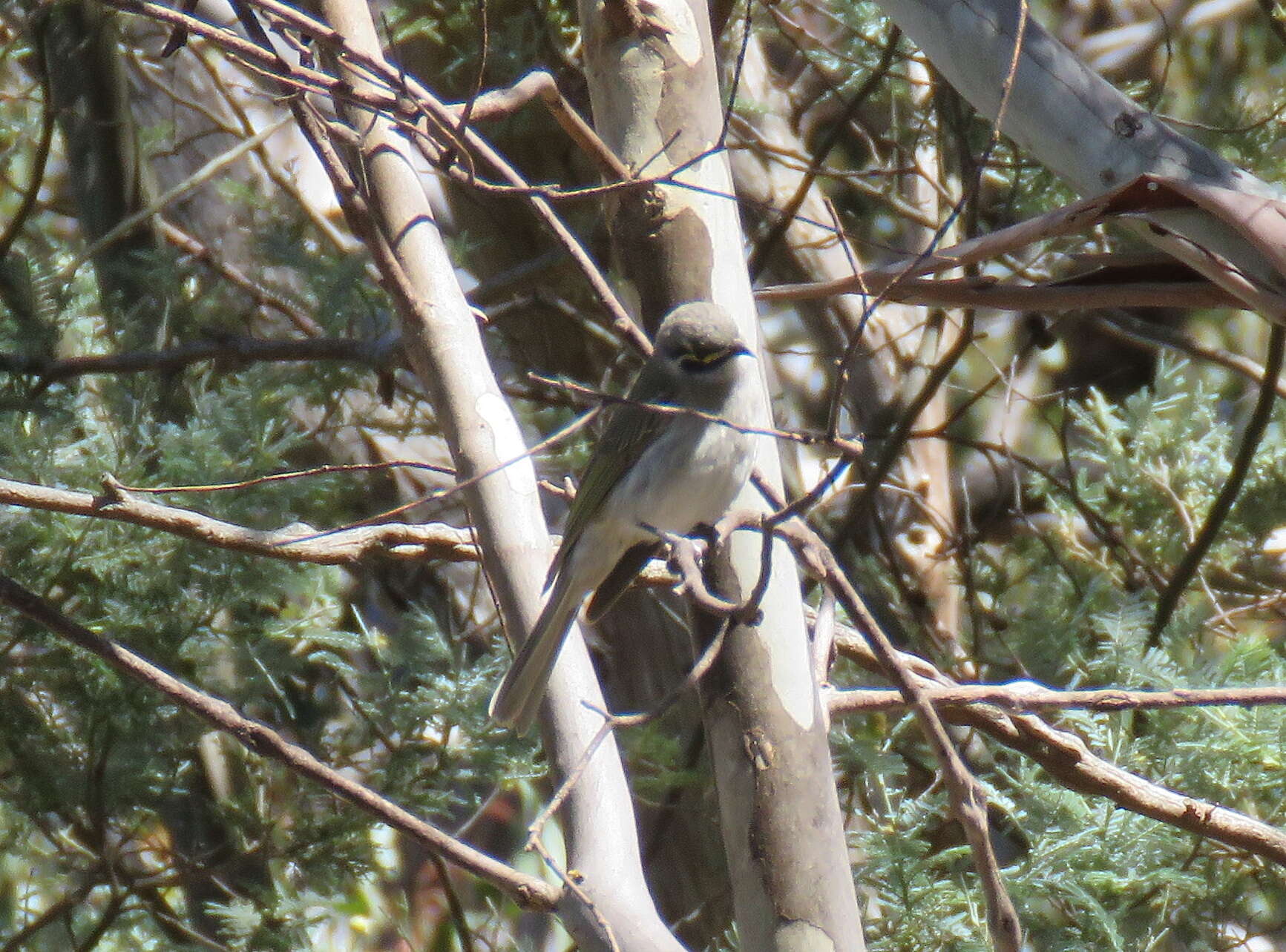 Image of Caligavis Iredale 1956