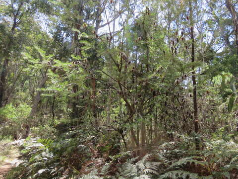 Image of silver banksia