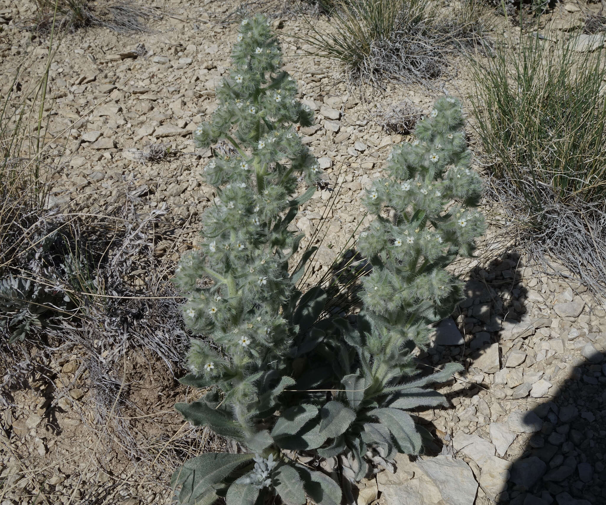 Image de Oreocarya thyrsiflora Greene