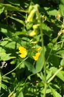 Слика од Lathyrus pratensis L.
