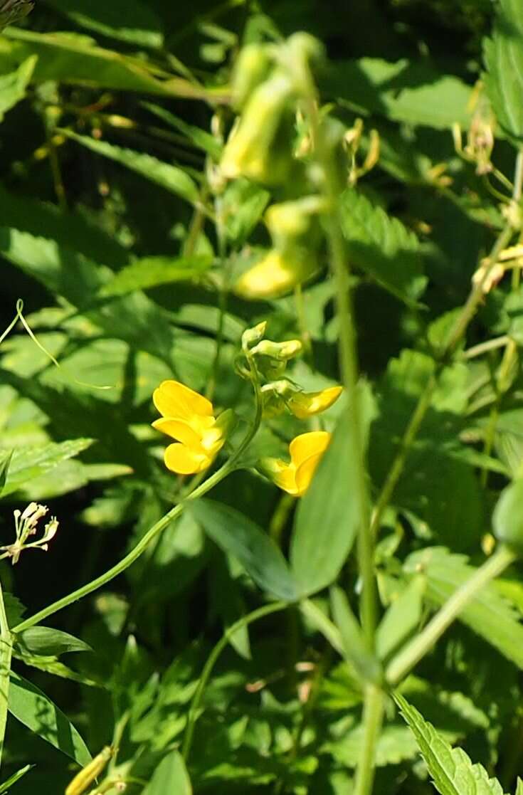 Слика од Lathyrus pratensis L.