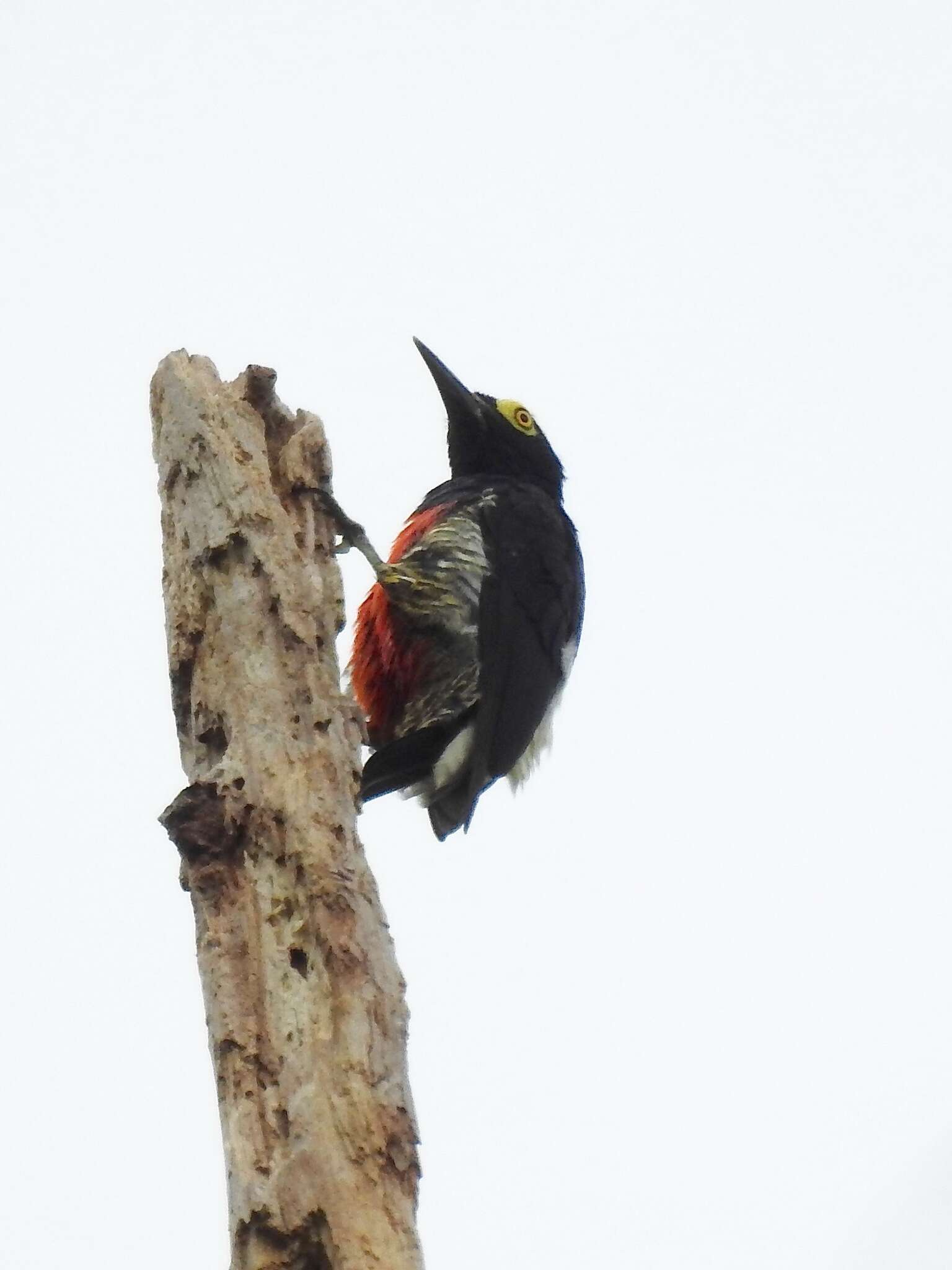 Image of Tellow-tufted Woodpecker