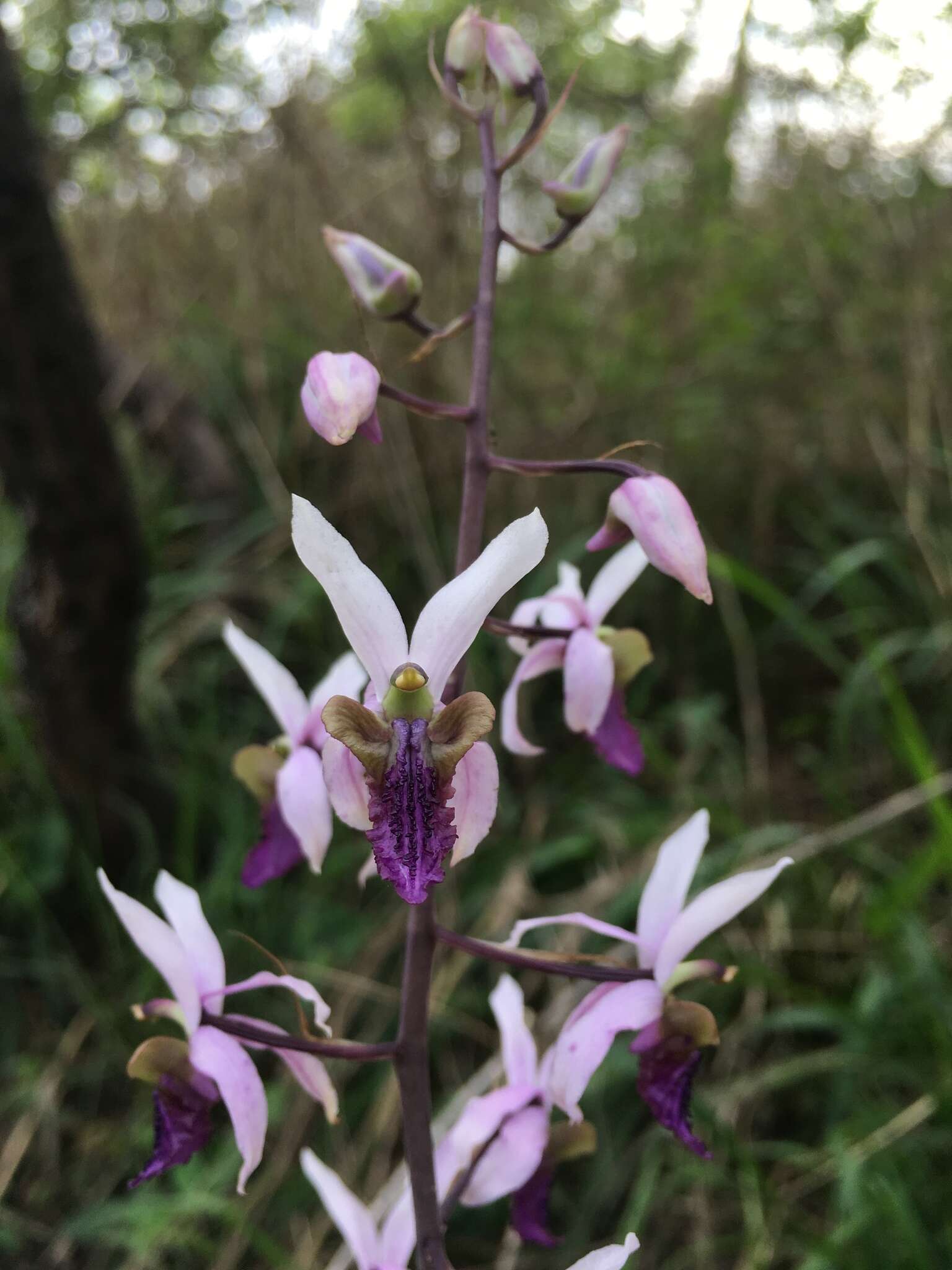 Image of Eulophia cristata (Afzel. ex Sw.) Steud.