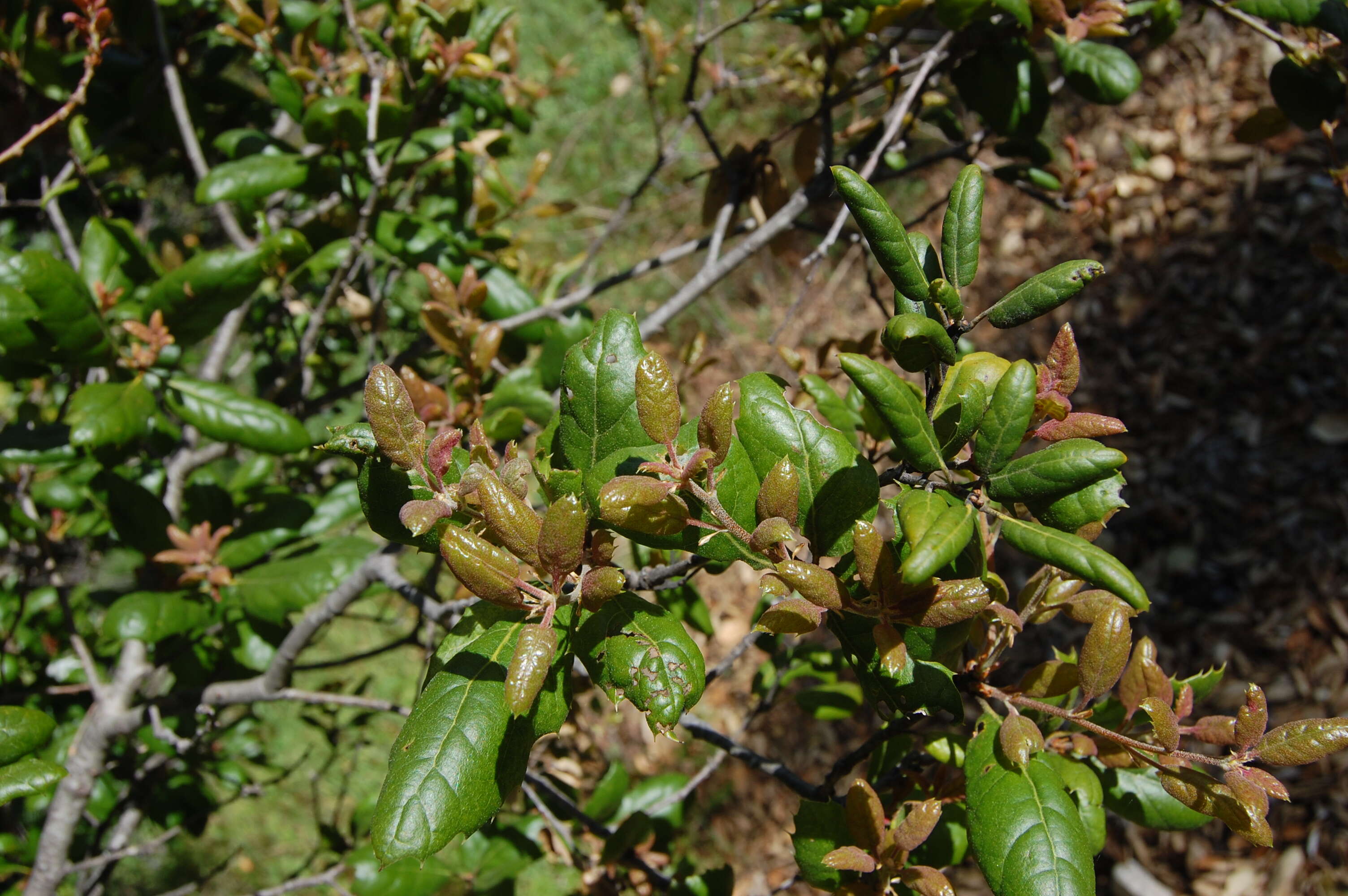 Image of California Live Oak