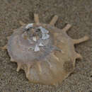 Image of sun carrier shell