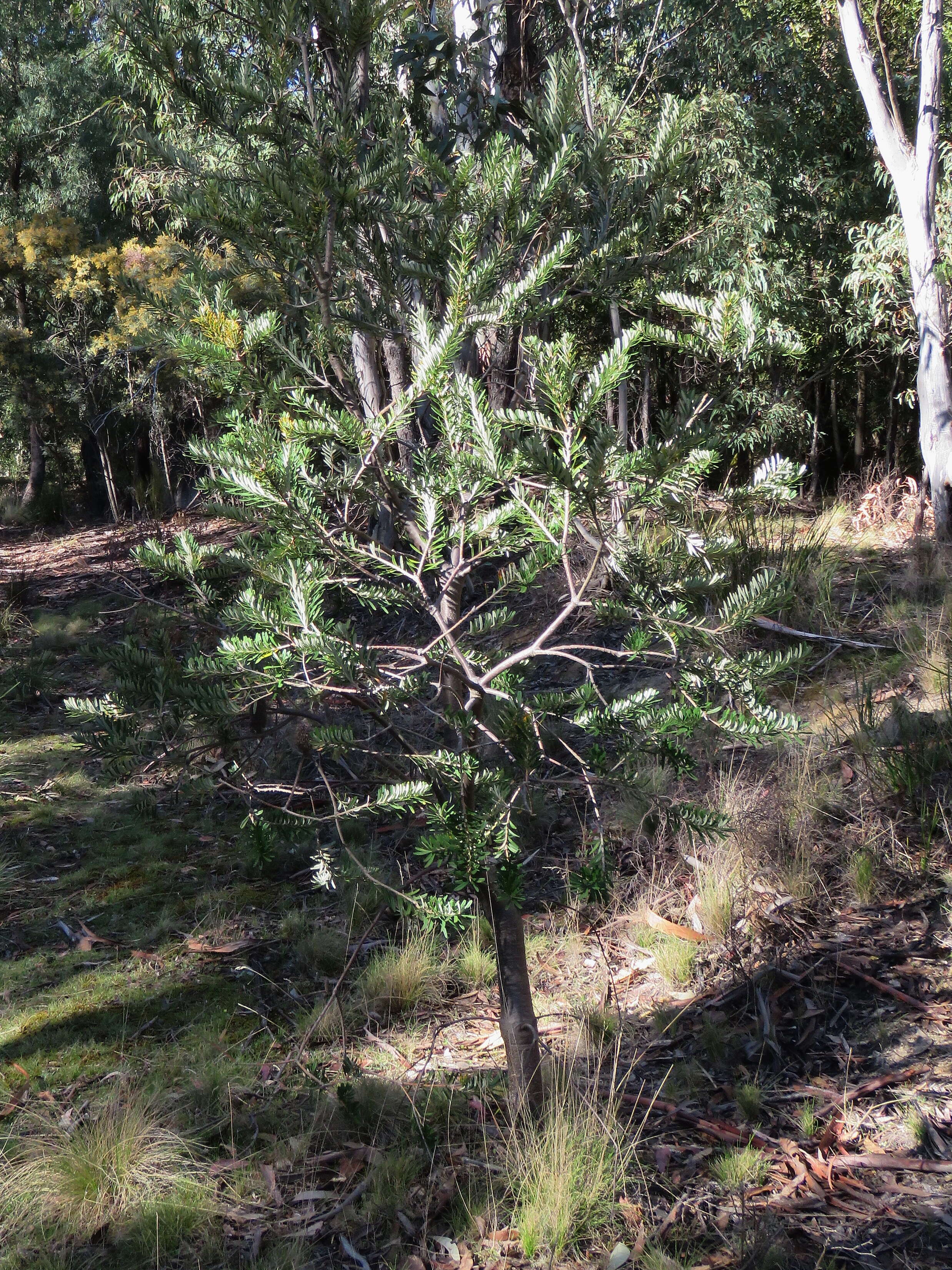 Image of silver banksia