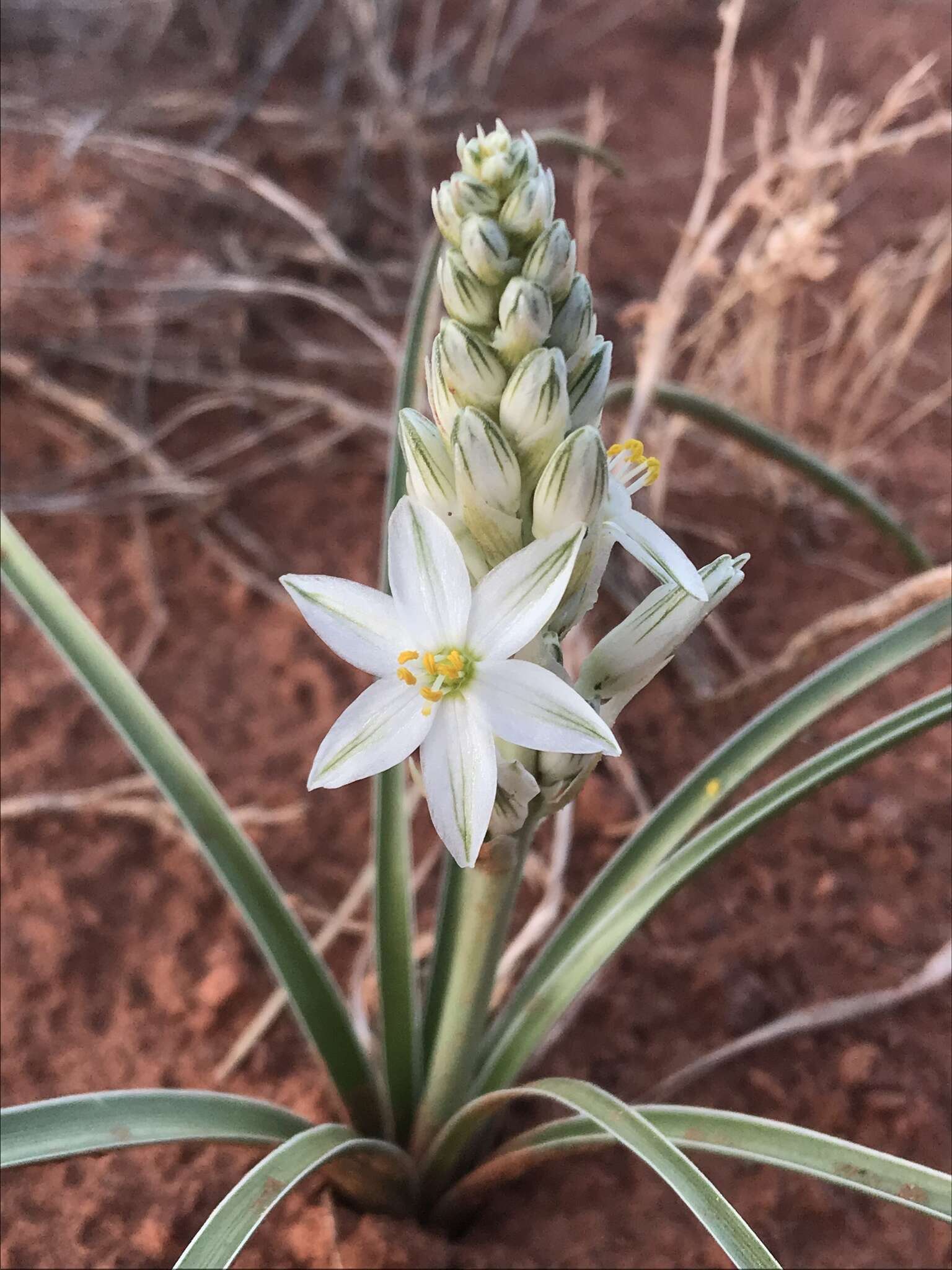 صورة Eremocrinum albomarginatum (M. E. Jones) M. E. Jones