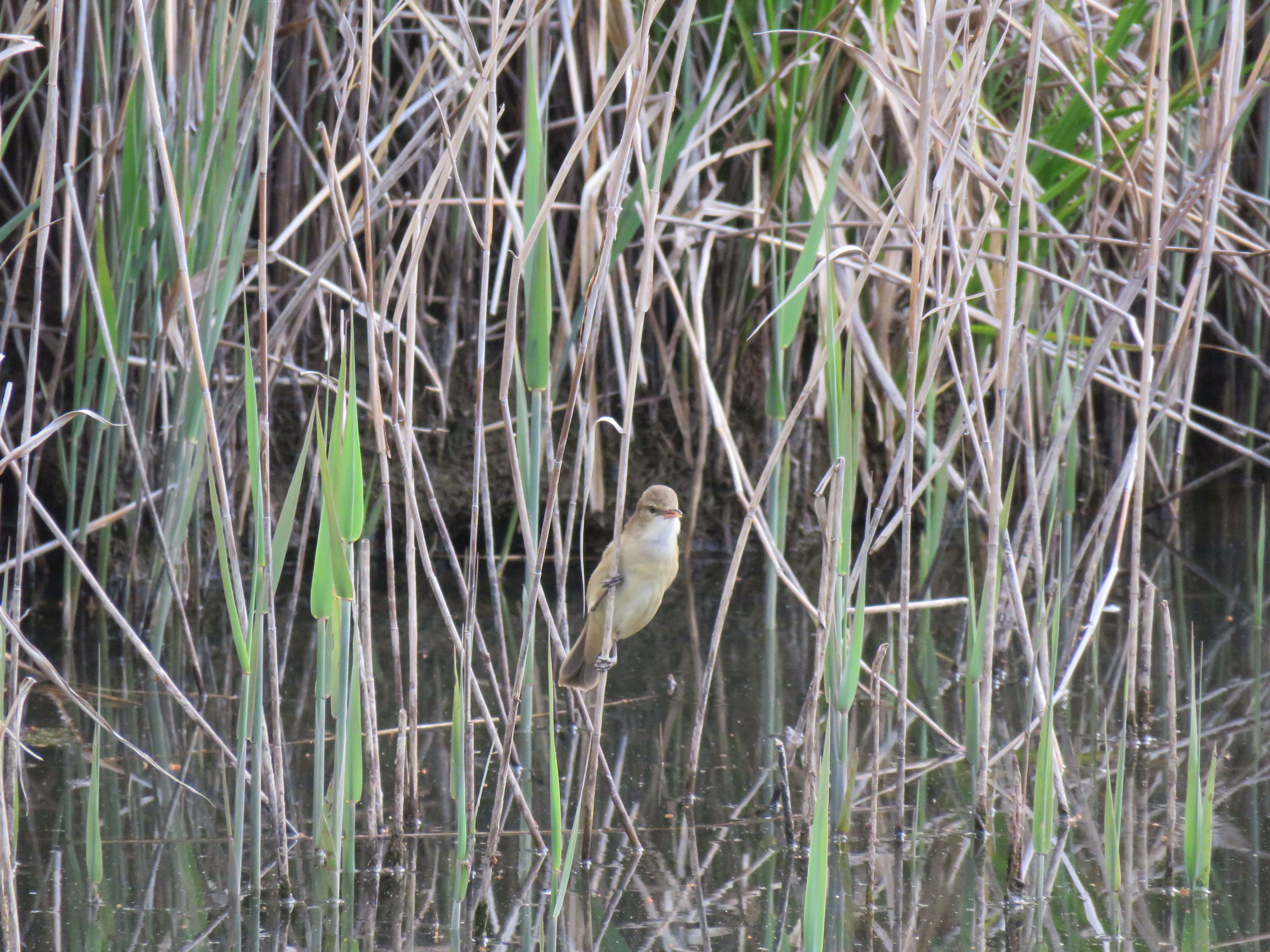 Image of Australian Reed Warbler