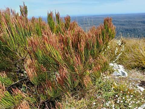 Image of Allocasuarina zephyrea L. A. S. Johnson