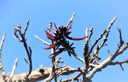 Image of Common Coral tree