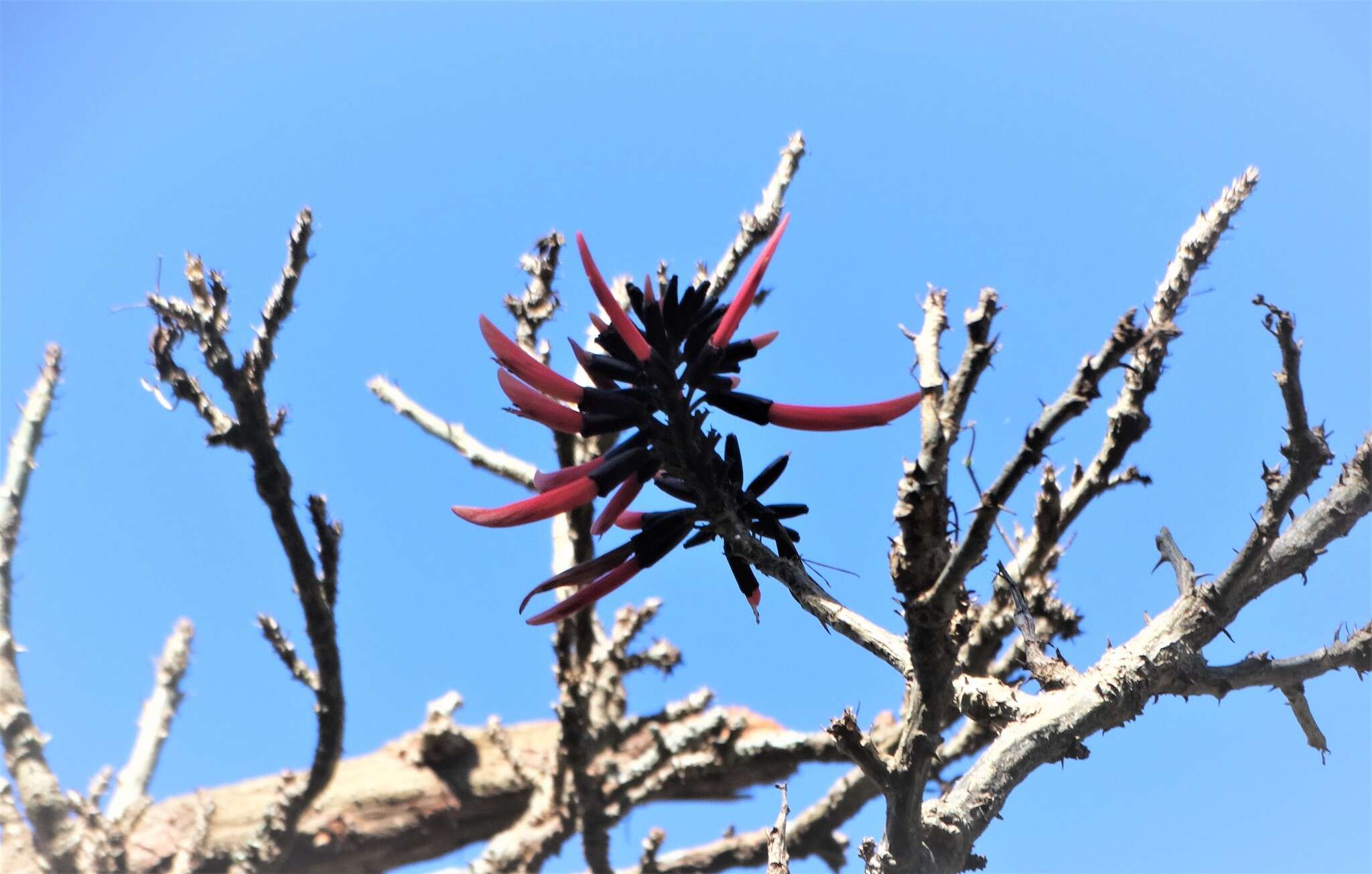 Image of Common Coral tree