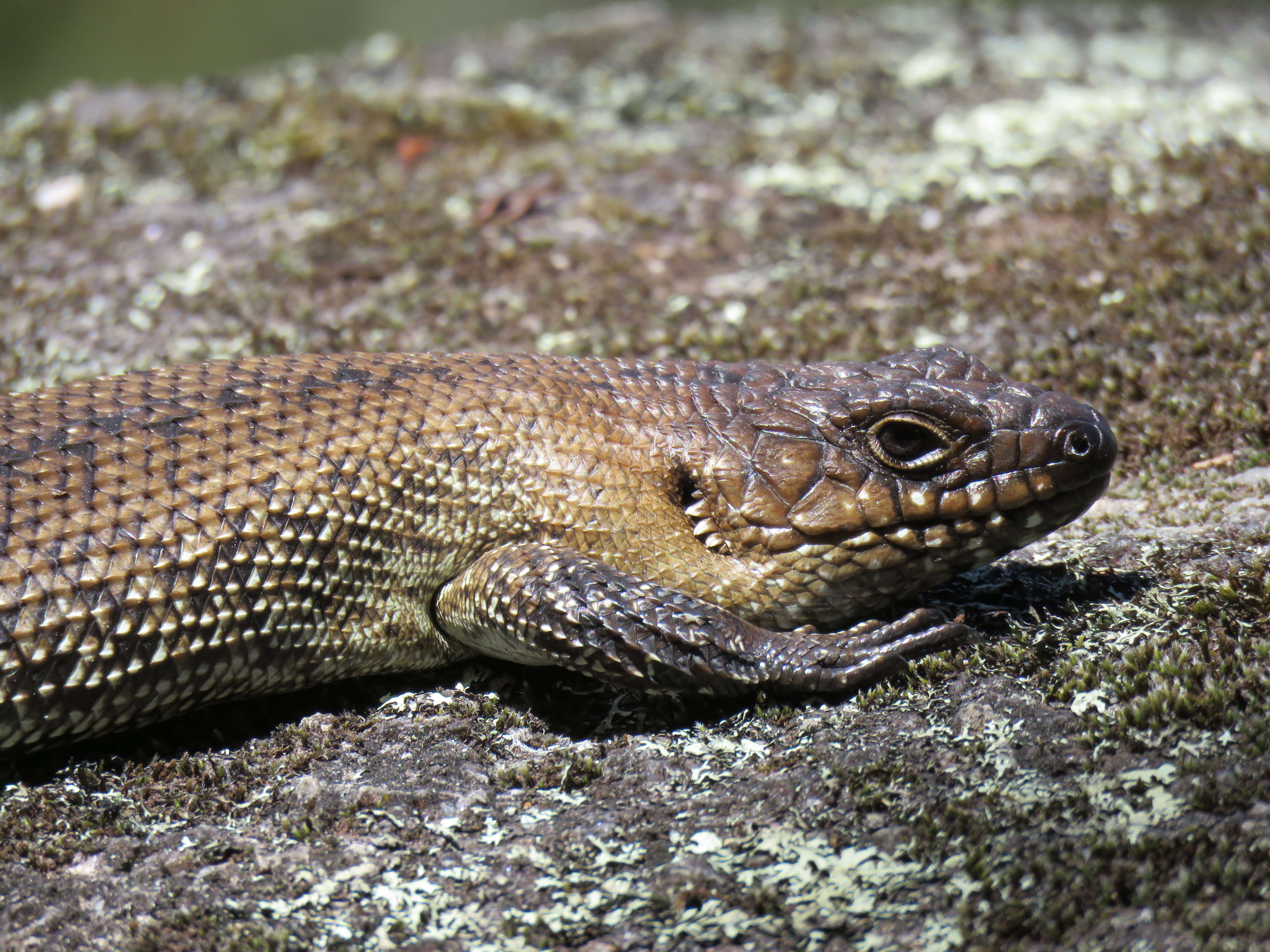 Image of Cunningham's skink