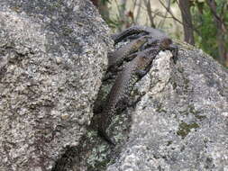 Image of Cunningham's skink