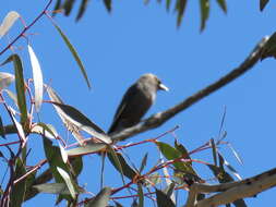 Image of Dusky Woodswallow