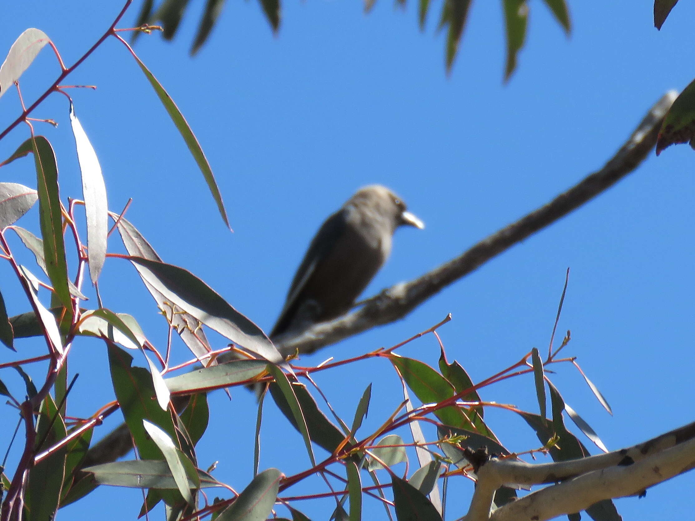 Image of Dusky Woodswallow