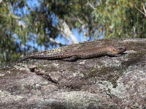 Image of Cunningham's skink