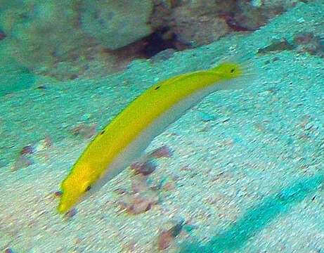 Image of Canarytop wrasse