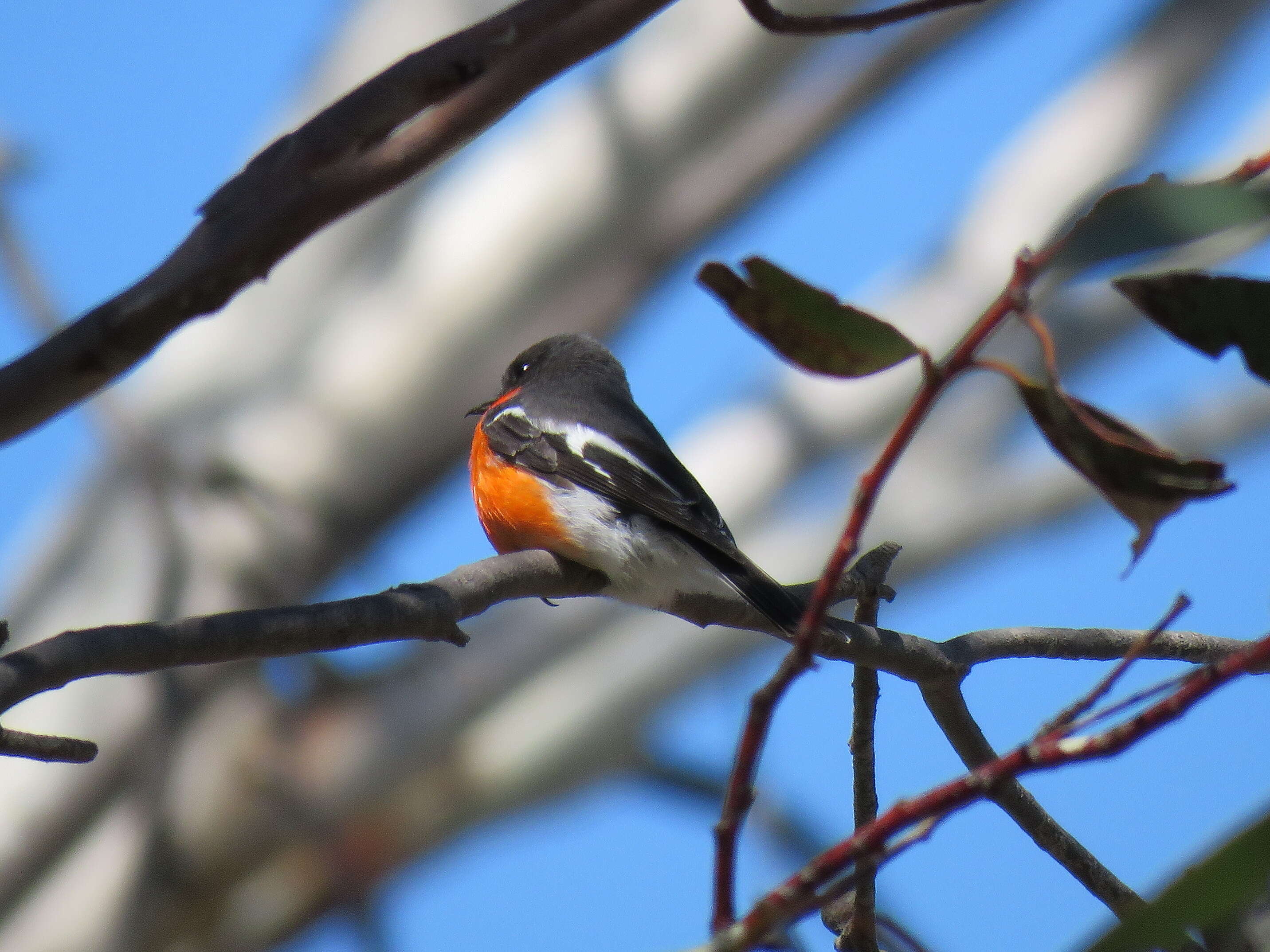 Слика од Petroica phoenicea Gould 1837