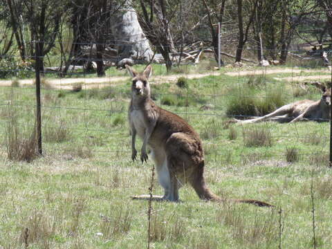 Image of kangaroo