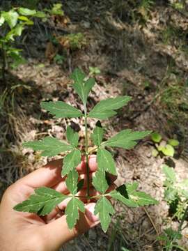 Слика од Dichoropetalum caucasicum (M. Bieb.) Soldano, Galasso & Banfi