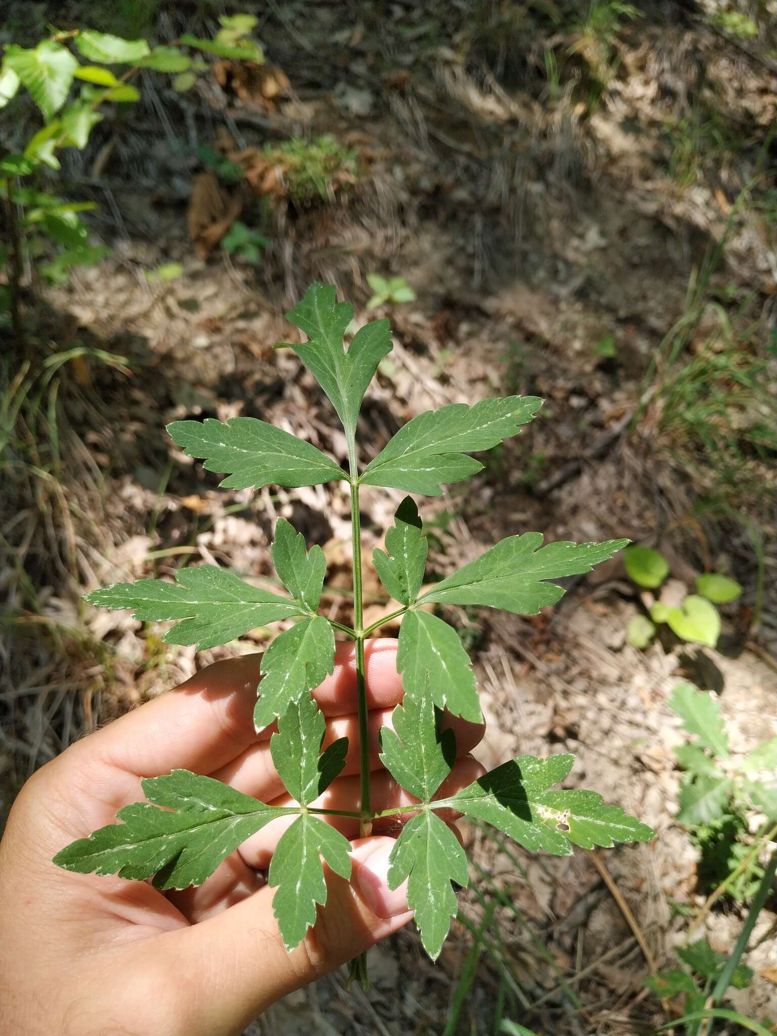 Слика од Dichoropetalum caucasicum (M. Bieb.) Soldano, Galasso & Banfi