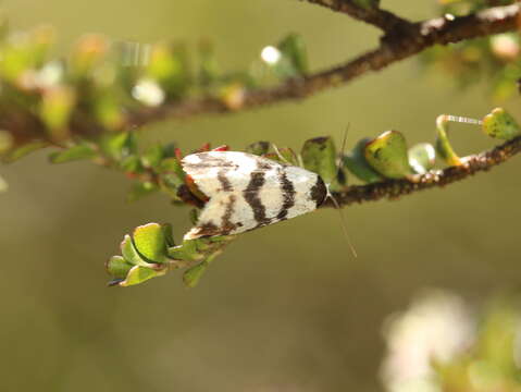 Image de Thallarcha rhaptophora Lower 1914