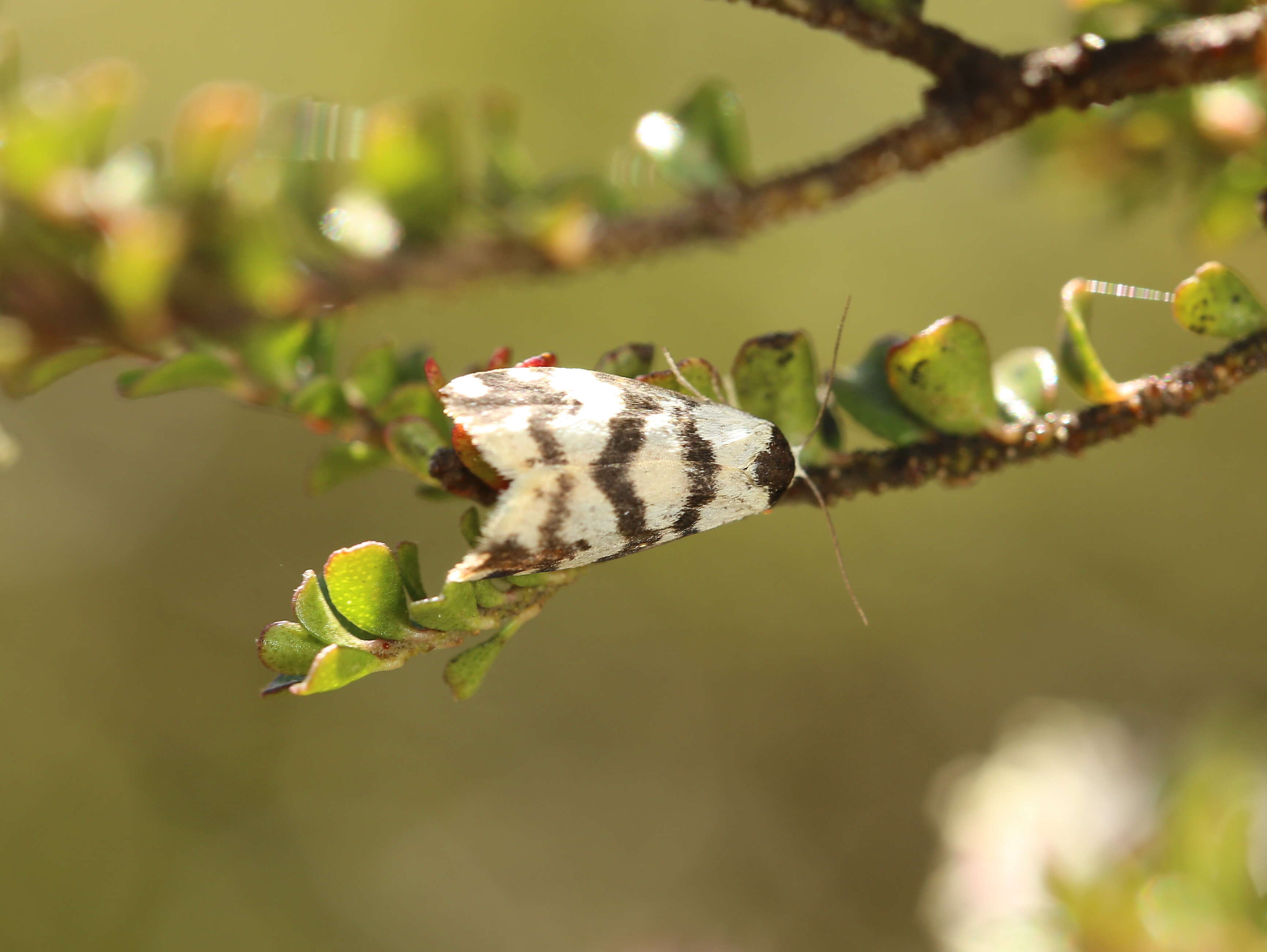 Imagem de Thallarcha rhaptophora Lower 1914