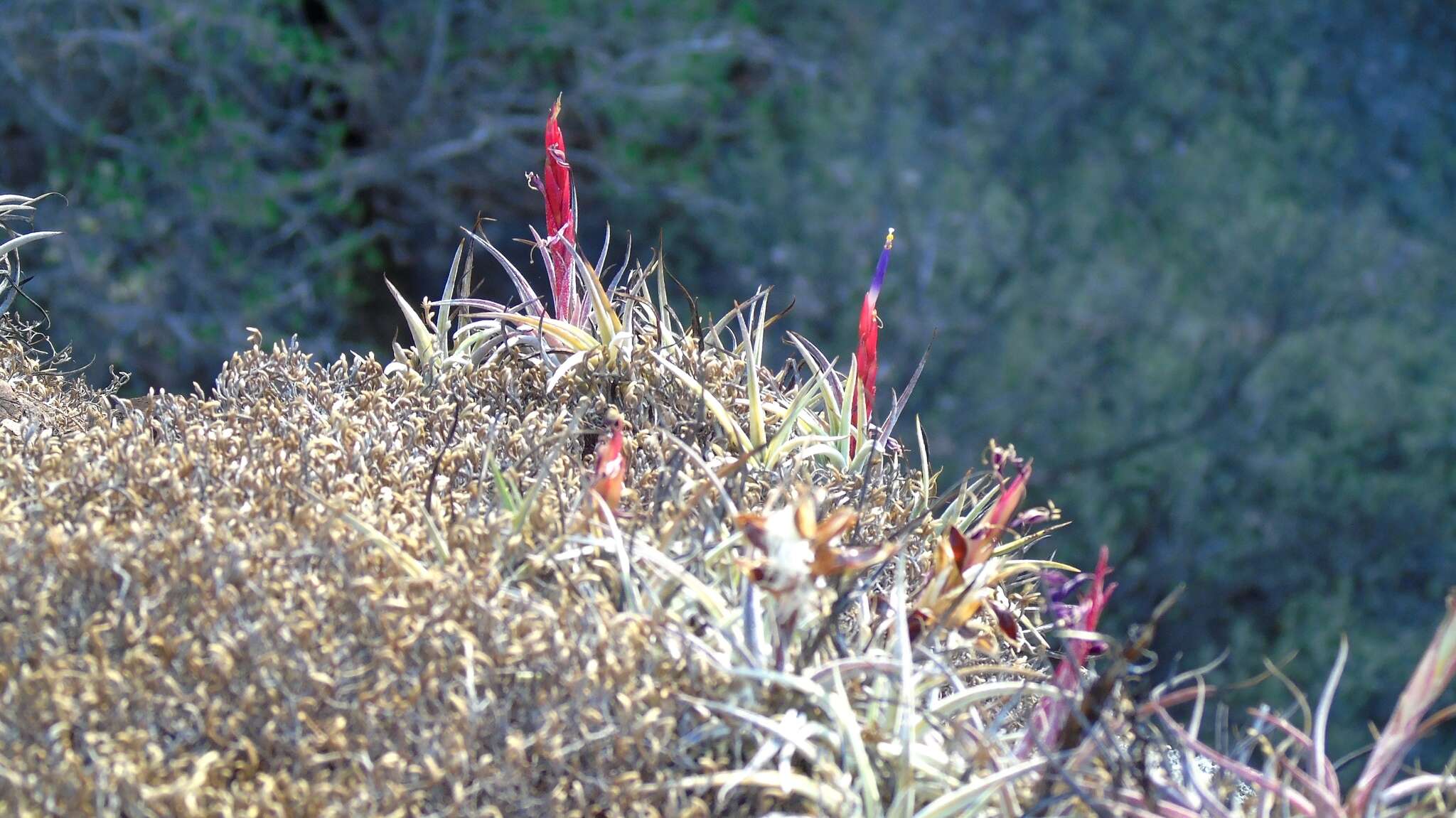 Image of Tillandsia pueblensis L. B. Sm.