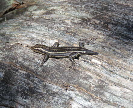 Image of Copper-Tailed Skink