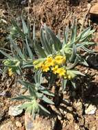 Image of California stoneseed