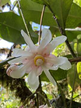 صورة Clusia niambiensis J. J. Pipoly, A. Cogollo P. & M. S. Gonzalez