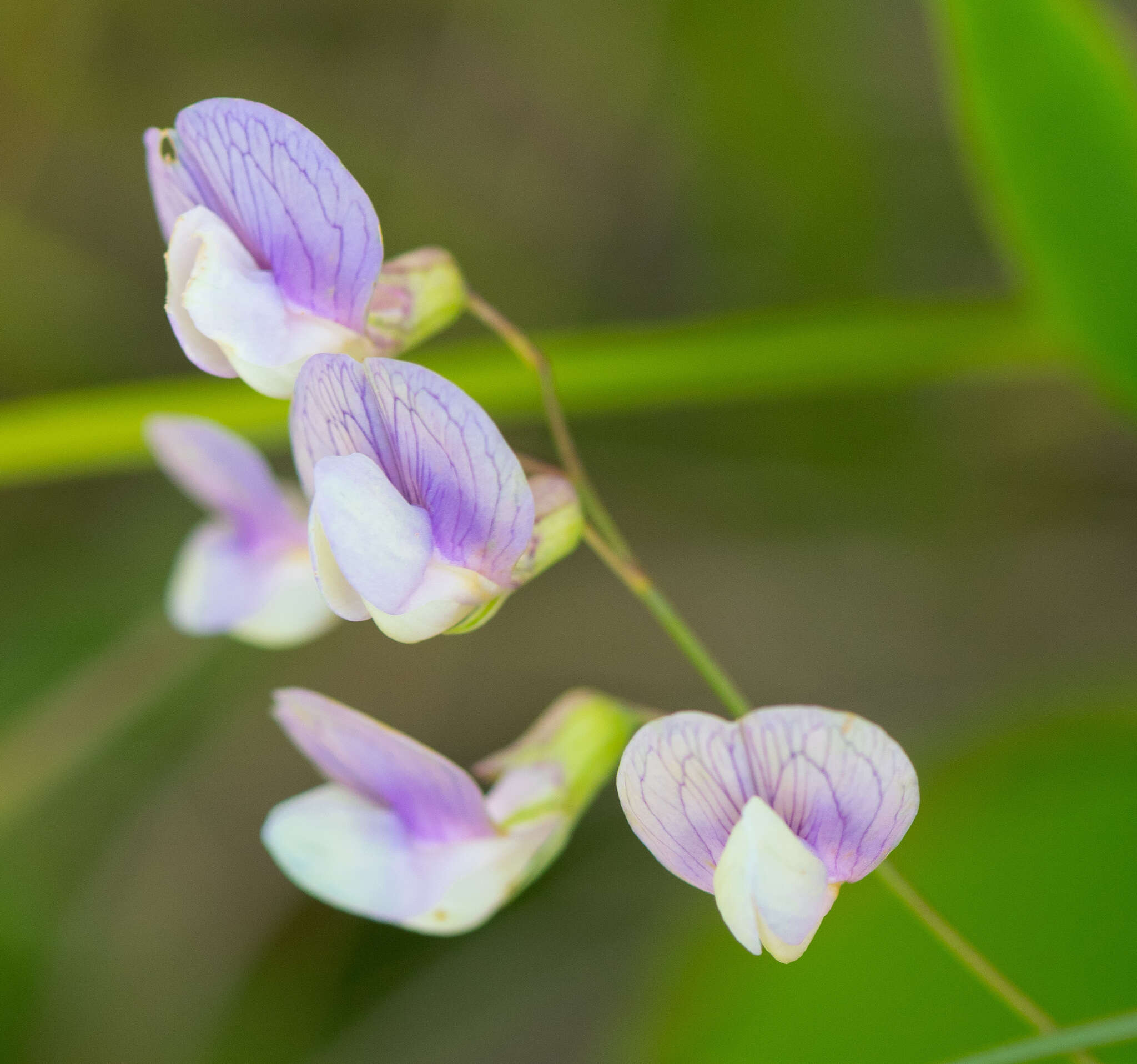 Слика од Lathyrus palustris L.