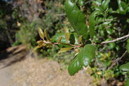 Image of California Live Oak