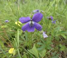 Image of Northern Coastal Violet