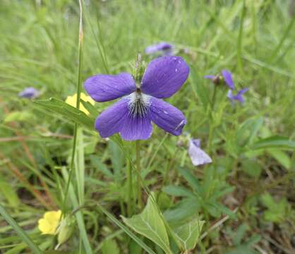 Image of Northern Coastal Violet