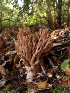 Image of Ramaria violaceibrunnea (Marr & D. E. Stuntz) R. H. Petersen 1986