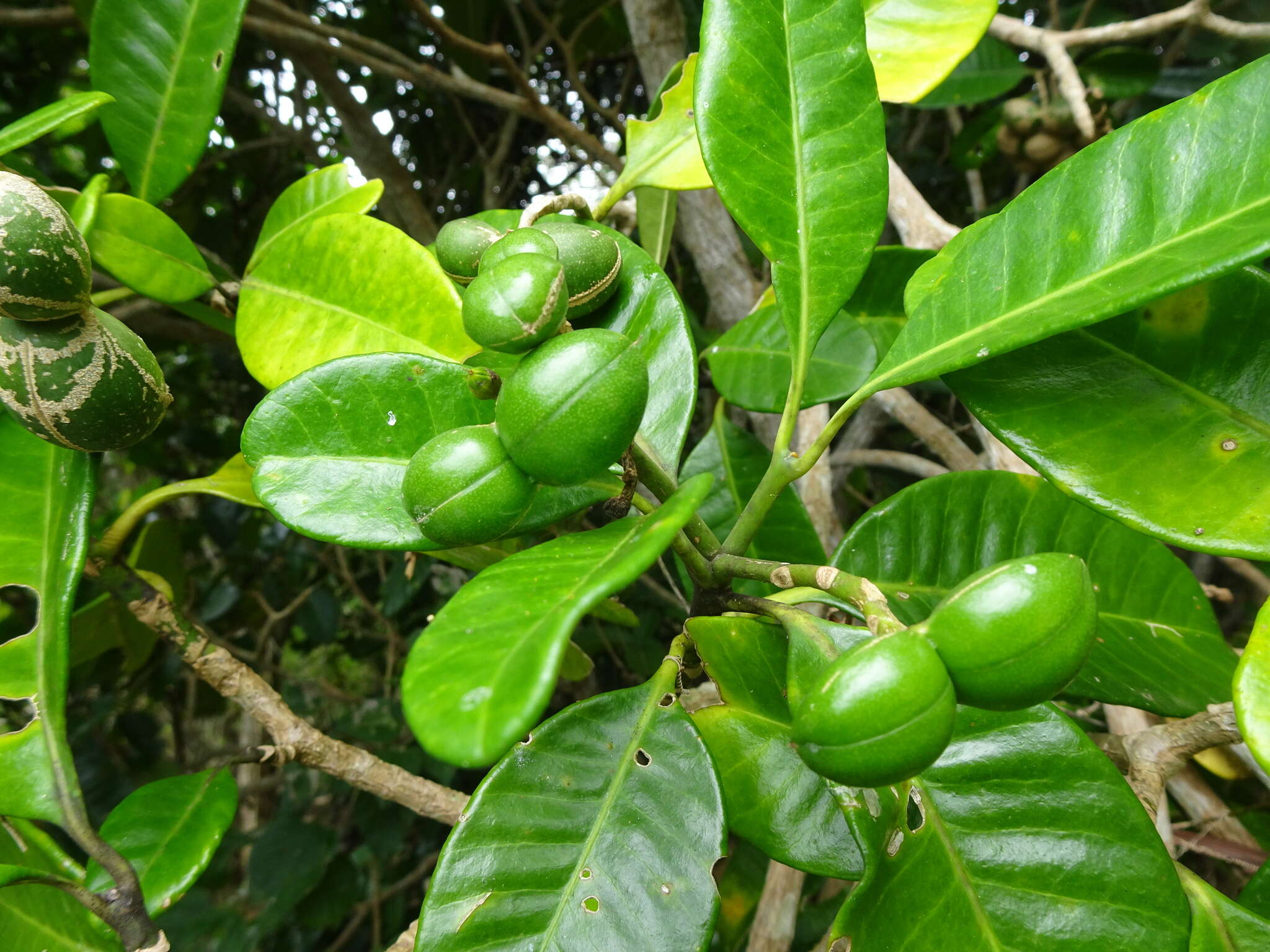 Plancia ëd Tabernaemontana cerifera Pancher & Sebert