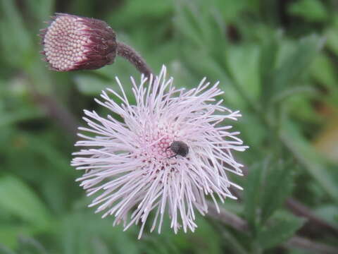 Hofmeisteria schaffneri (A. Gray) R. King & H. Rob.的圖片