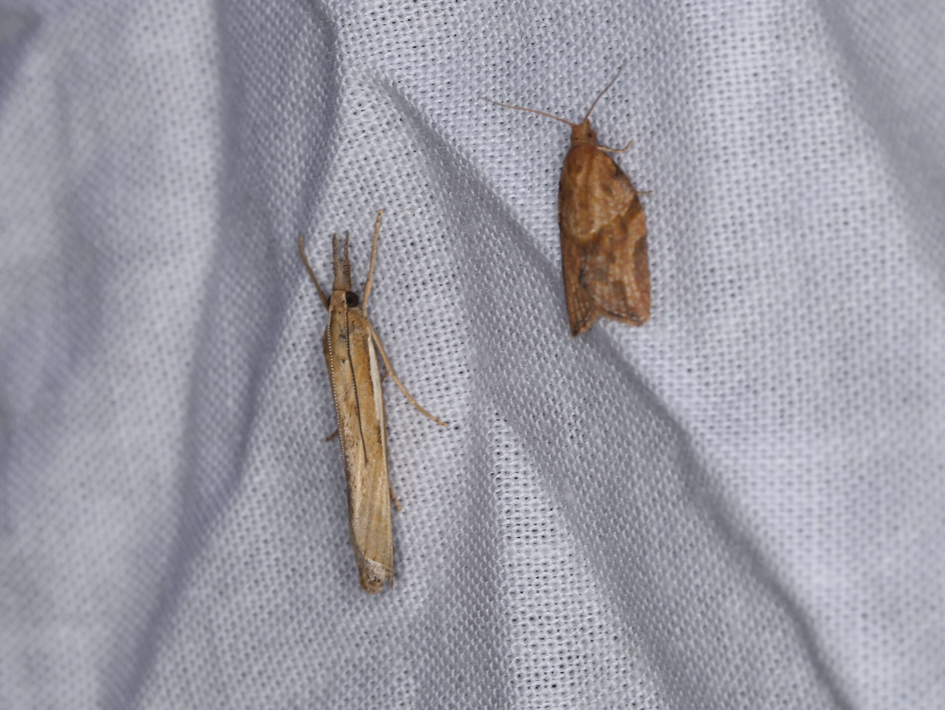 Image of Light brown apple moth